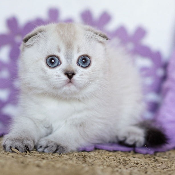 Upi Scottish Fold female, black ticked tabby pointed
