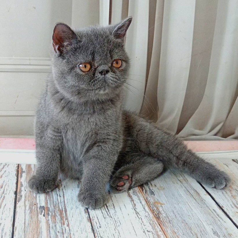 Nazar Exotic male, blue