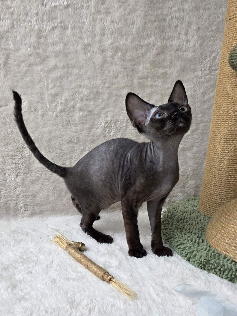 Carmensita Devon Rex female black - live animals