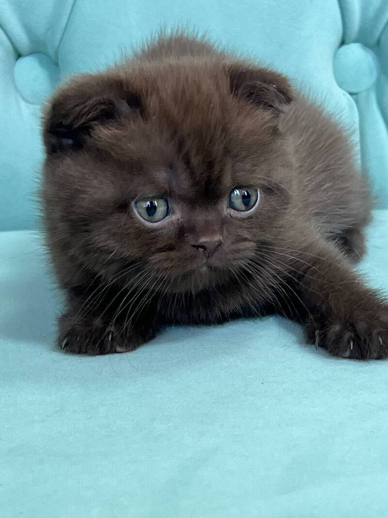 Badi Scottish Fold male, chocolate