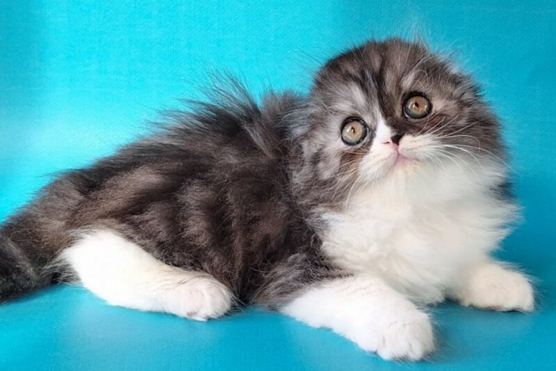 Xavier Scottish Fold male, black silver bicolour