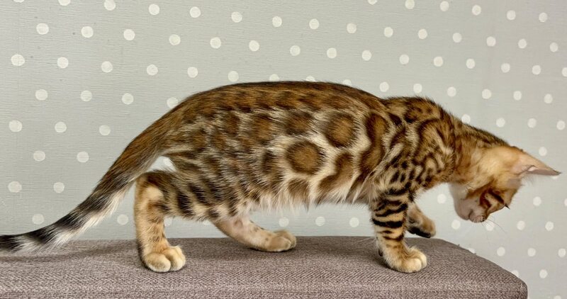 Temin Bengal male black spotted tabby - live animals