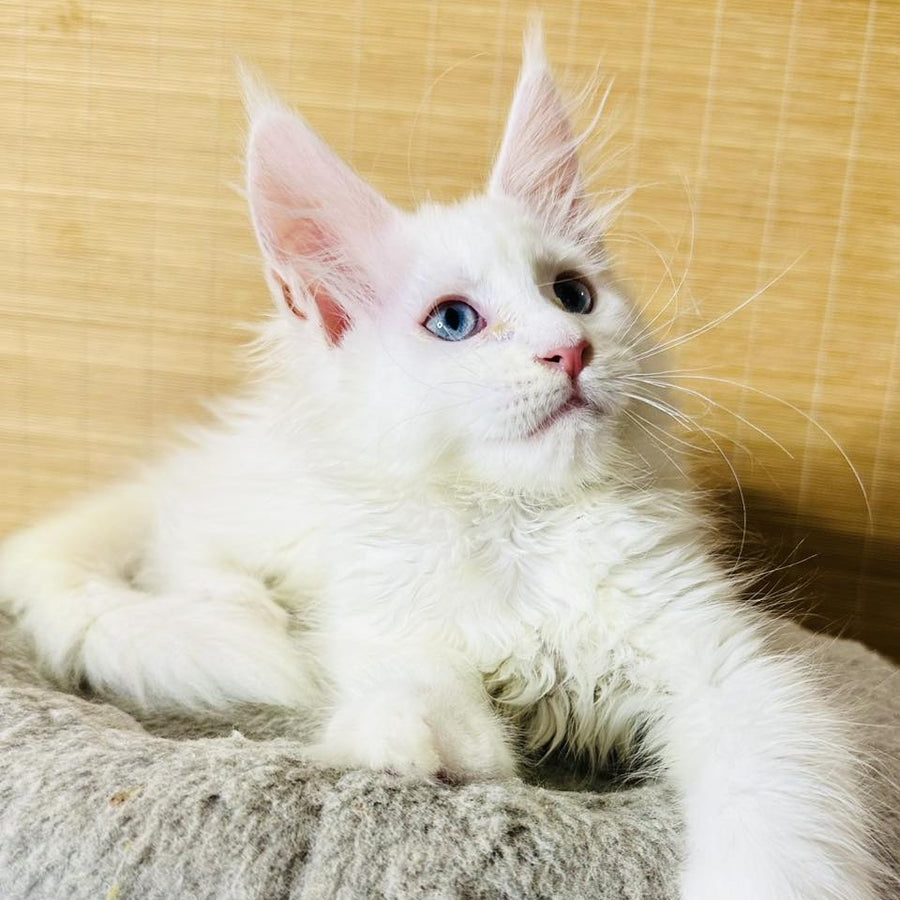 Melissa Maine Coon female, white