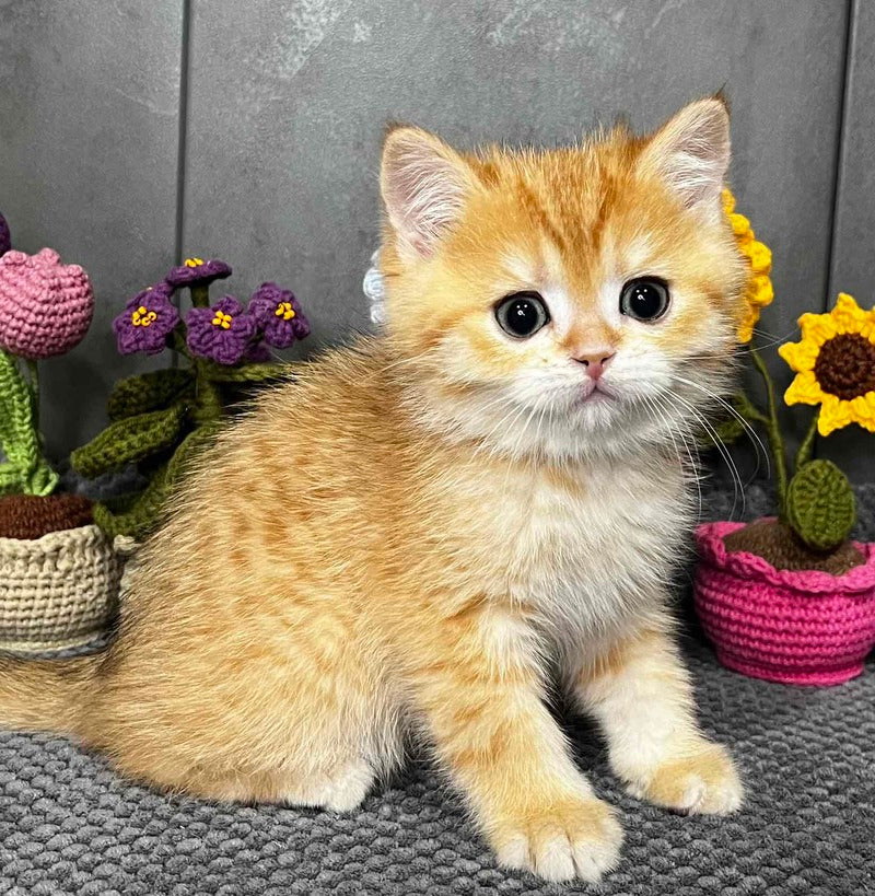 Jerry Scottish Straight male black golden spotted tabby live animals