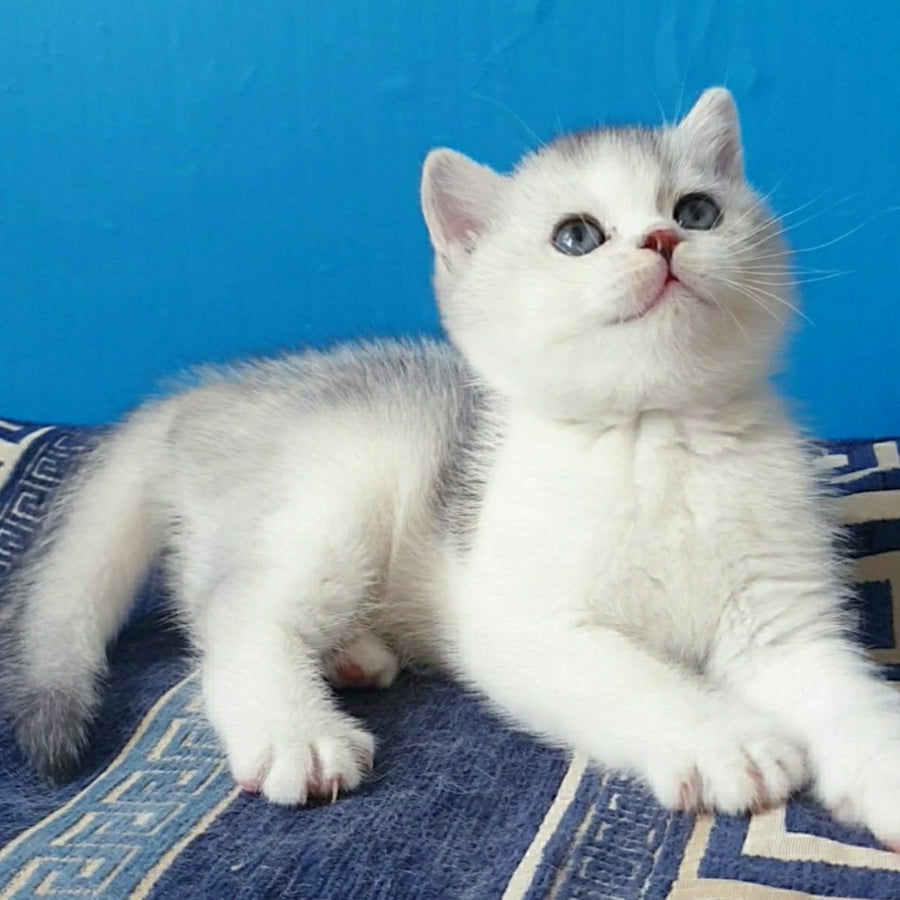 Pompon British Shorthair male, black silver ticked tabby bicolour