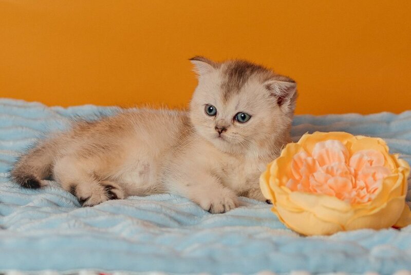 Vikki Scottish Fold female, black silver ticked tabby