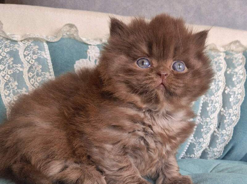Baron British Longhair male chocolate - live animals