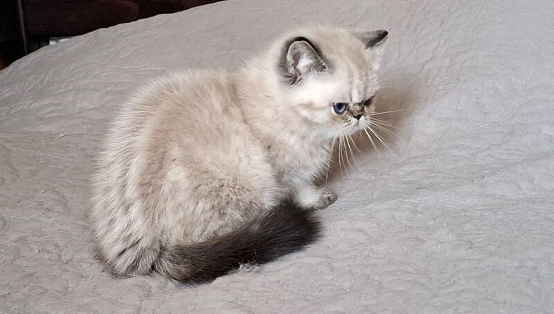 Jery Exotic female black tabby pointed - live animals