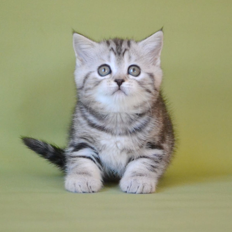 Quiana Scottish Straight female, black silver tabby