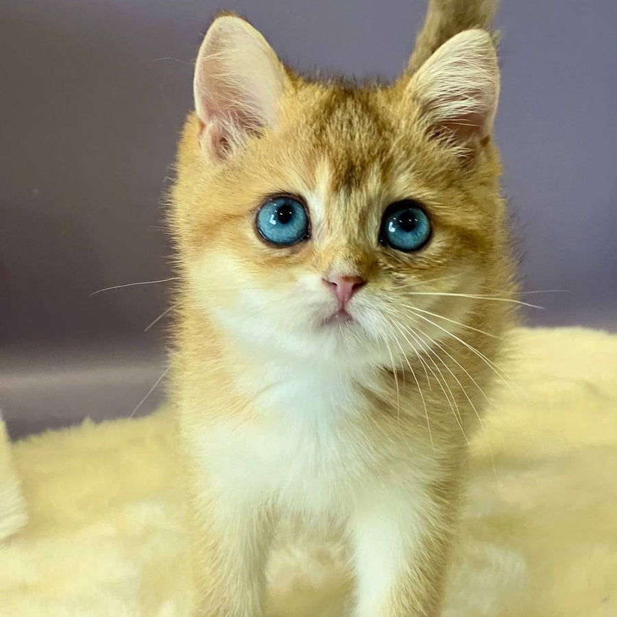 Irvin British Shorthair male, black golden shaded