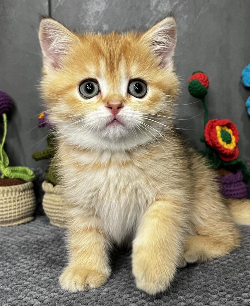 Jenny Scottish Straight female black golden spotted tabby live animals