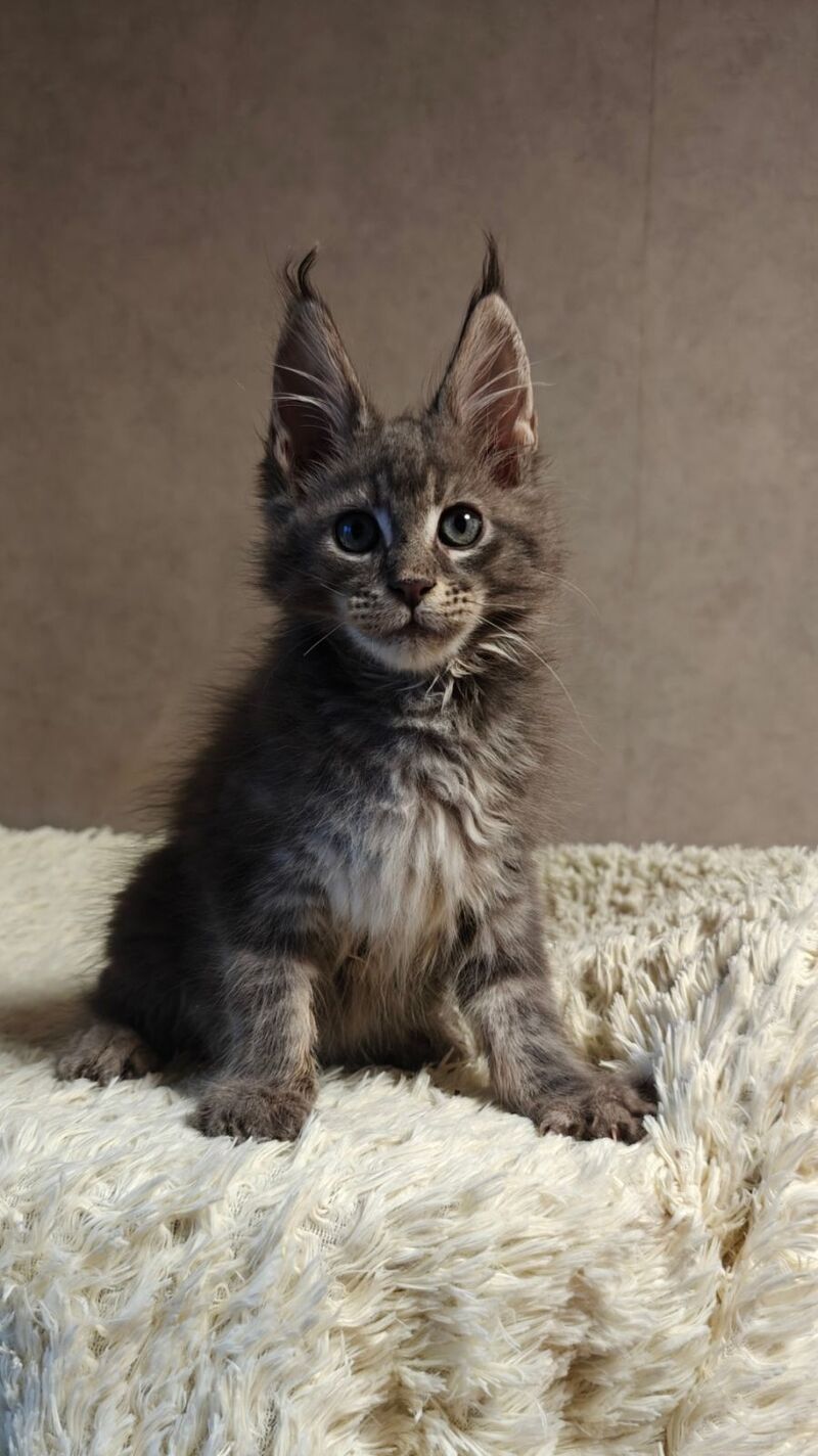 Skywalker Maine Coon male blue silver tabby - live animals