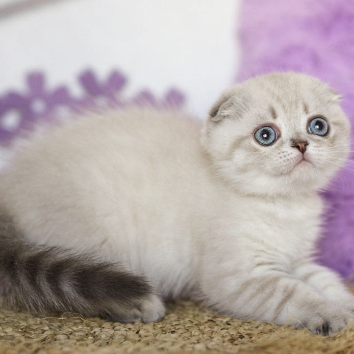 Uty Puty Scottish Fold male, black shaded pointed