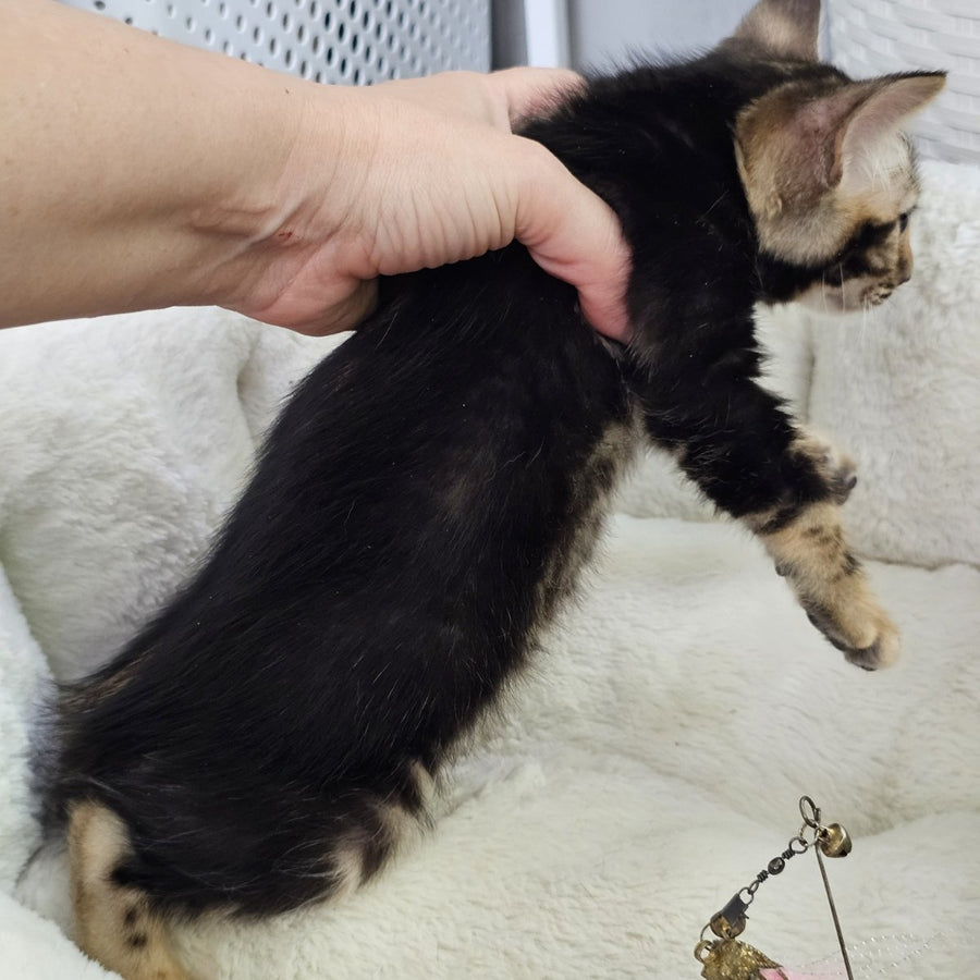 Toblerone Bengal male, black tabby