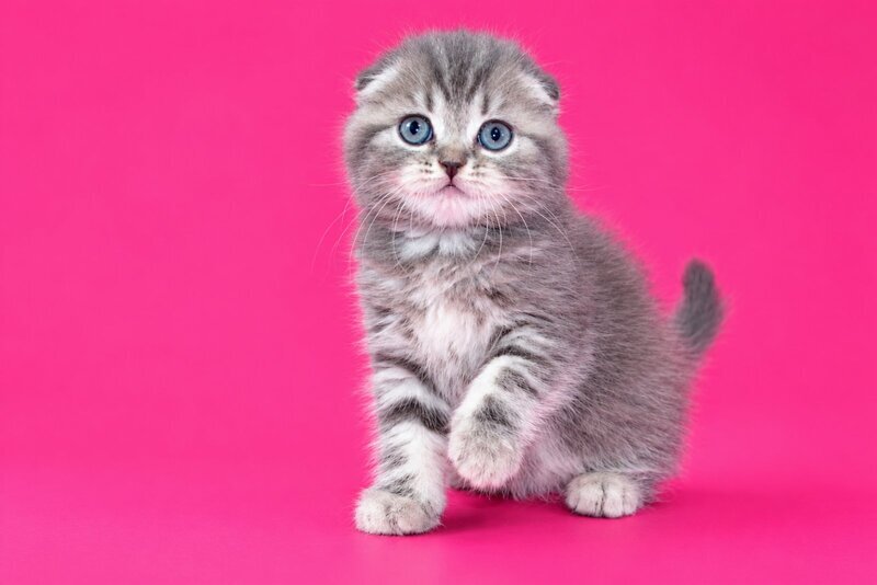 Teya Scottish Fold female, blue spotted tabby