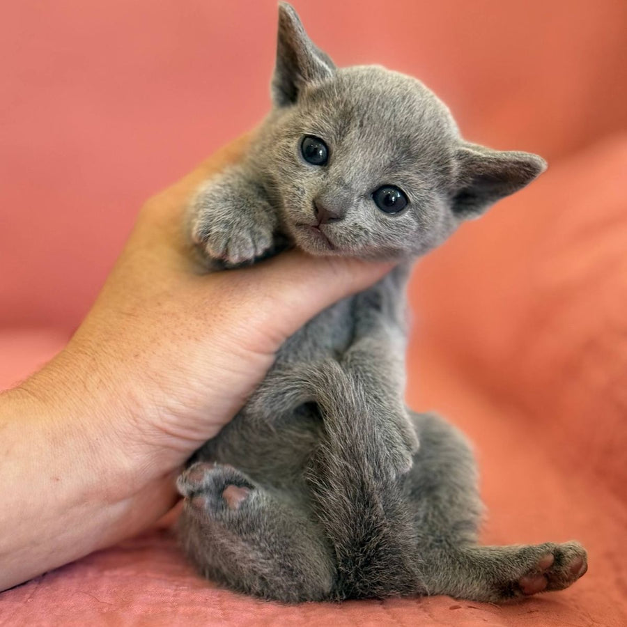 Nona Russian Blue female, blue