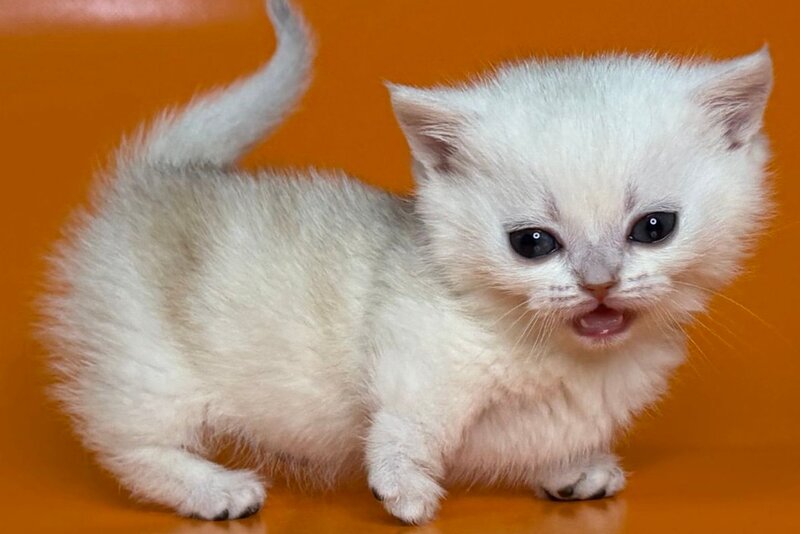 Zynar Munchkin male black silver shaded - live animals