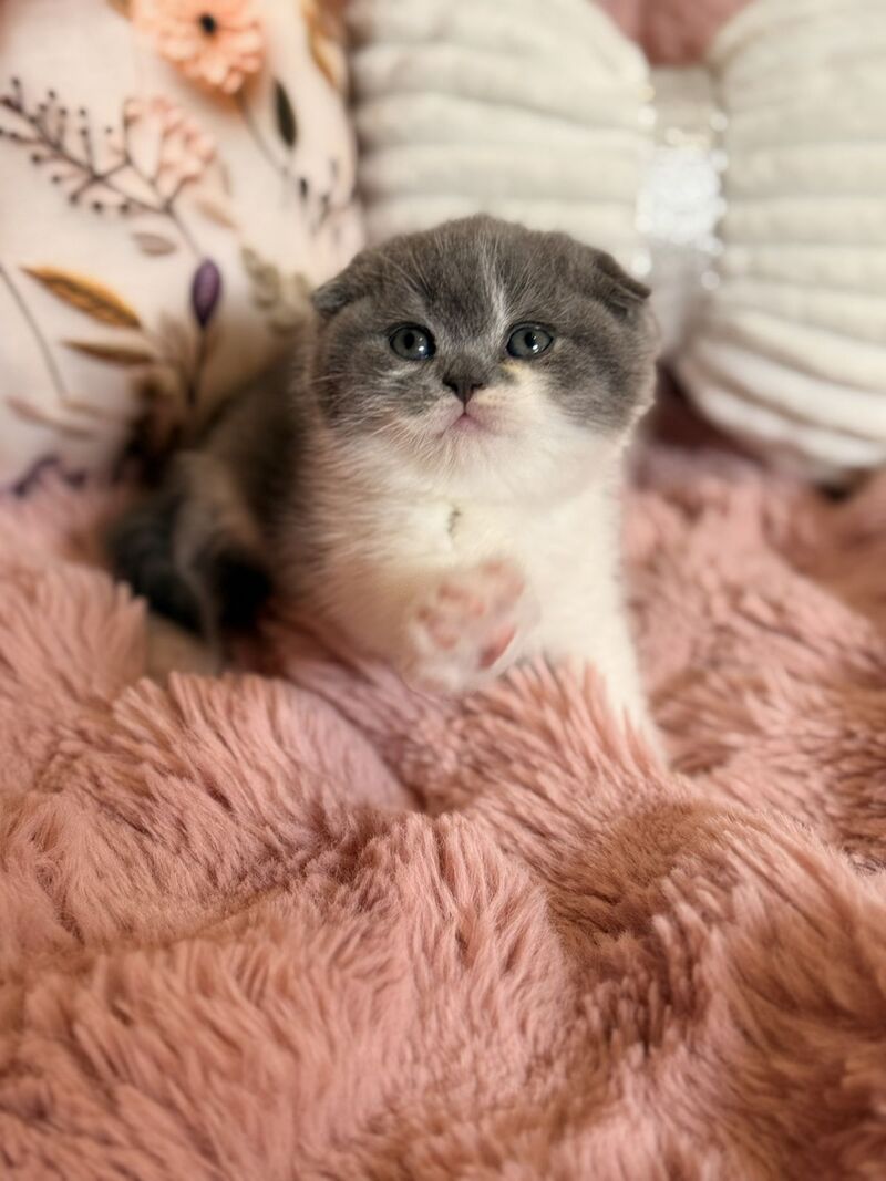 Ponochka Scottish Fold female, blue bicolour