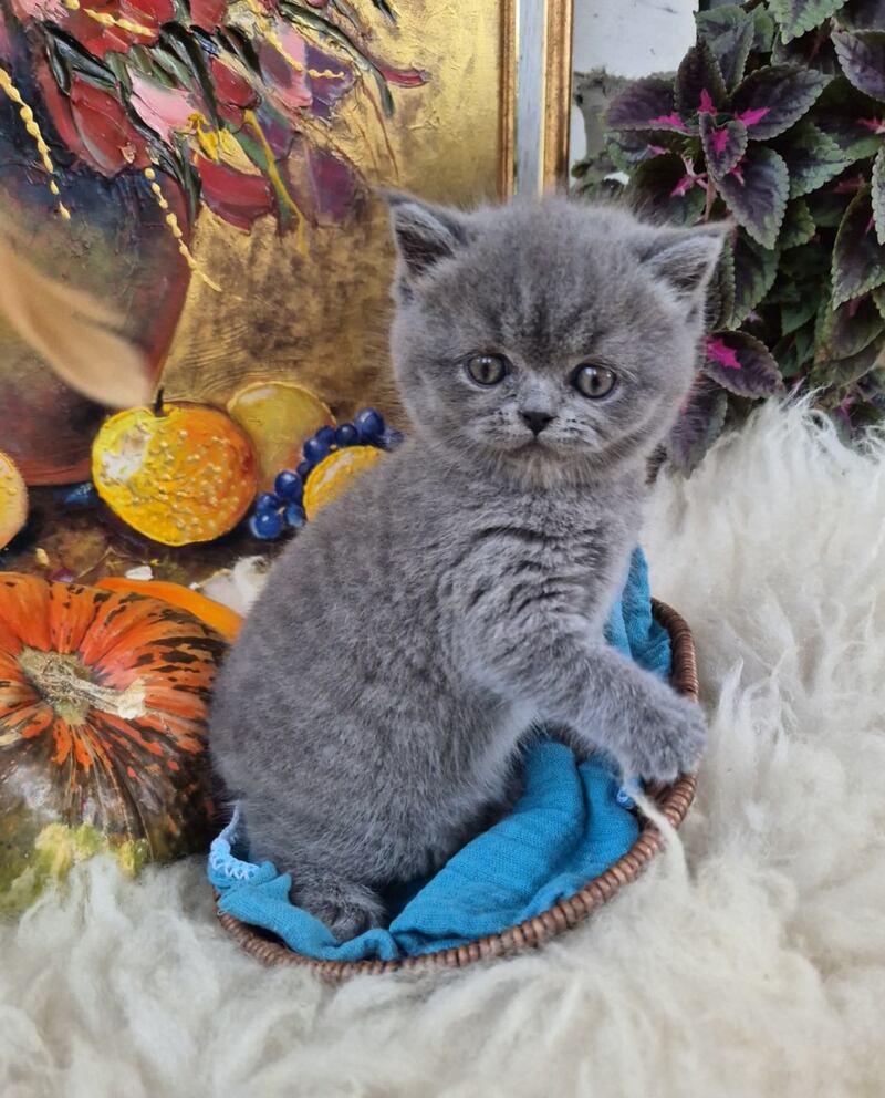 Gemma Scottish Straight female, blue