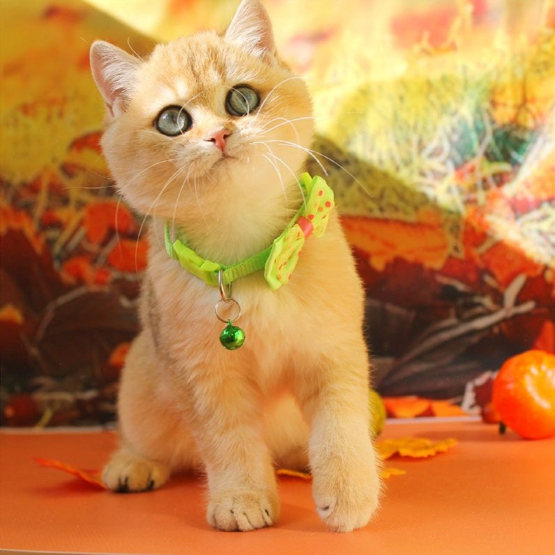 Kitty British Shorthair female, black golden shaded