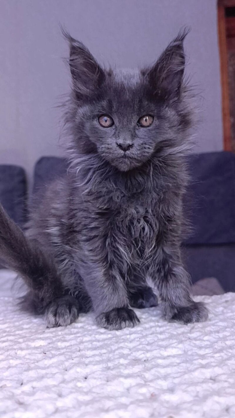 Persey Maine Coon male blue - live animals