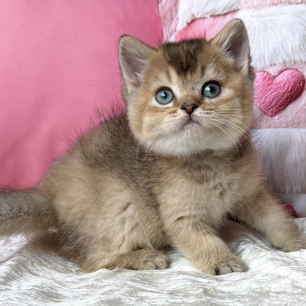 Inti British Shorthair female, black ticked tabby