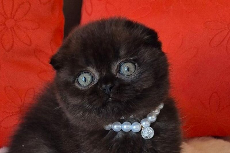 Koko Scottish Fold female chocolate - live animals