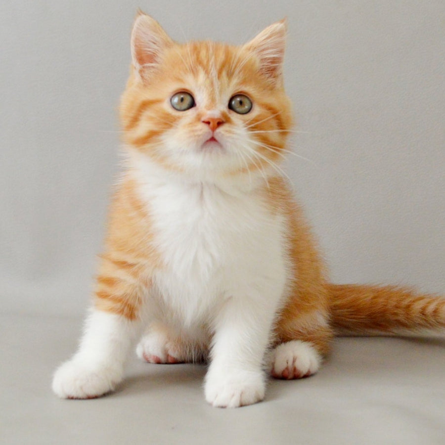 Whiskey Scottish Straight male, red spotted tabby bicolour