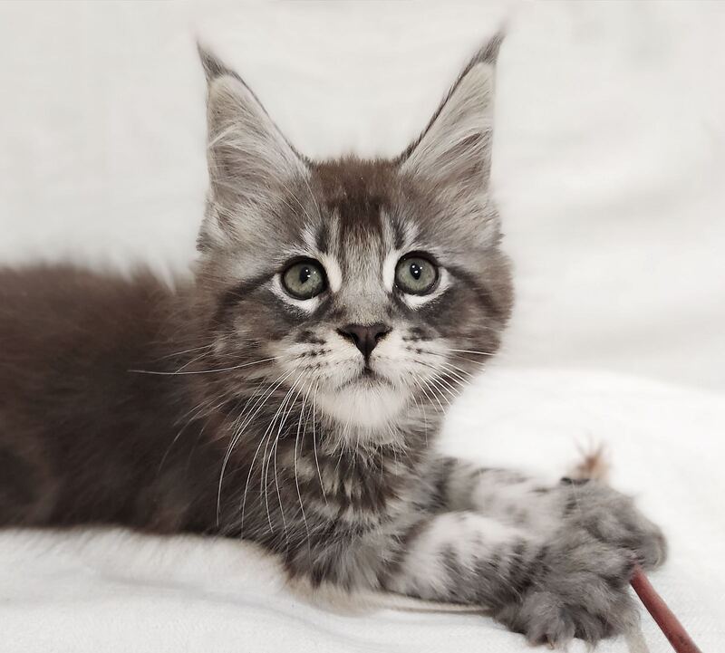 Drive Maine Coon male, black silver tabby