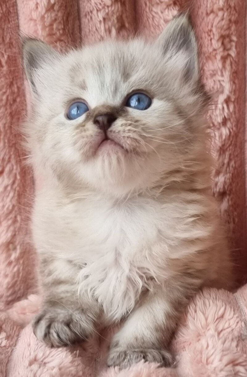 Zigfryd Siberian male seal tabby pointed - live animals