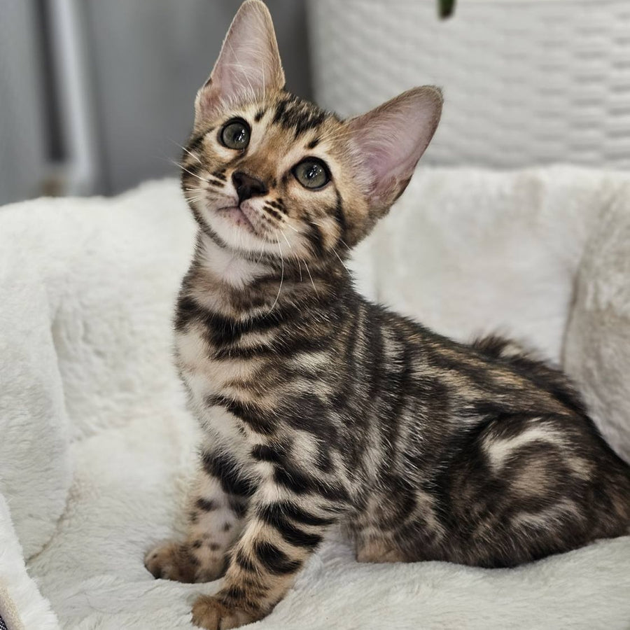Titan Bengal male, black spotted tabby