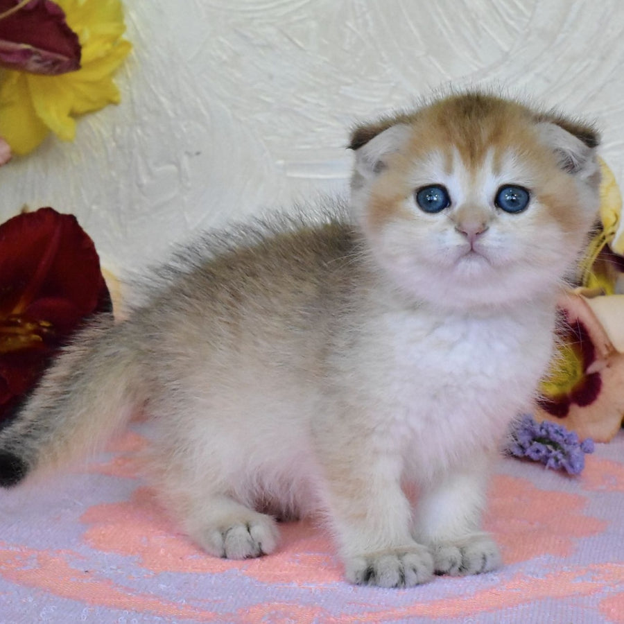 Ecler Scottish Fold male, black golden shaded