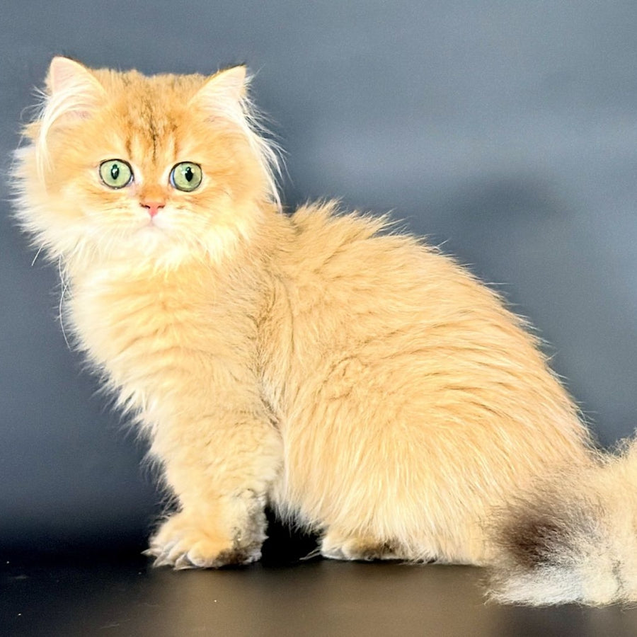 Varo British Longhair female, black golden shaded