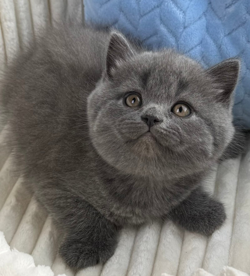 Austin Scottish Straight male, blue
