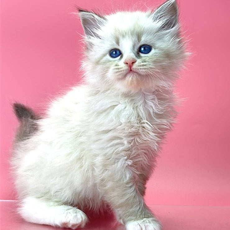 Aurelia Siberian female, seal tabby pointed