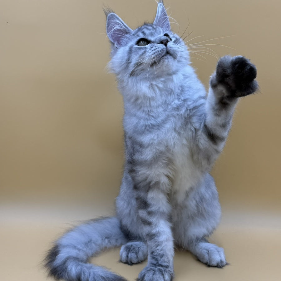 Marcel Maine Coon male, black silver spotted tabby