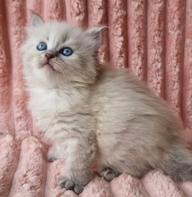 Zahar Siberian male blue tabby pointed - live animals