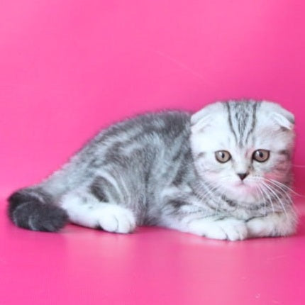 Santa Scottish Fold female, black silver tabby