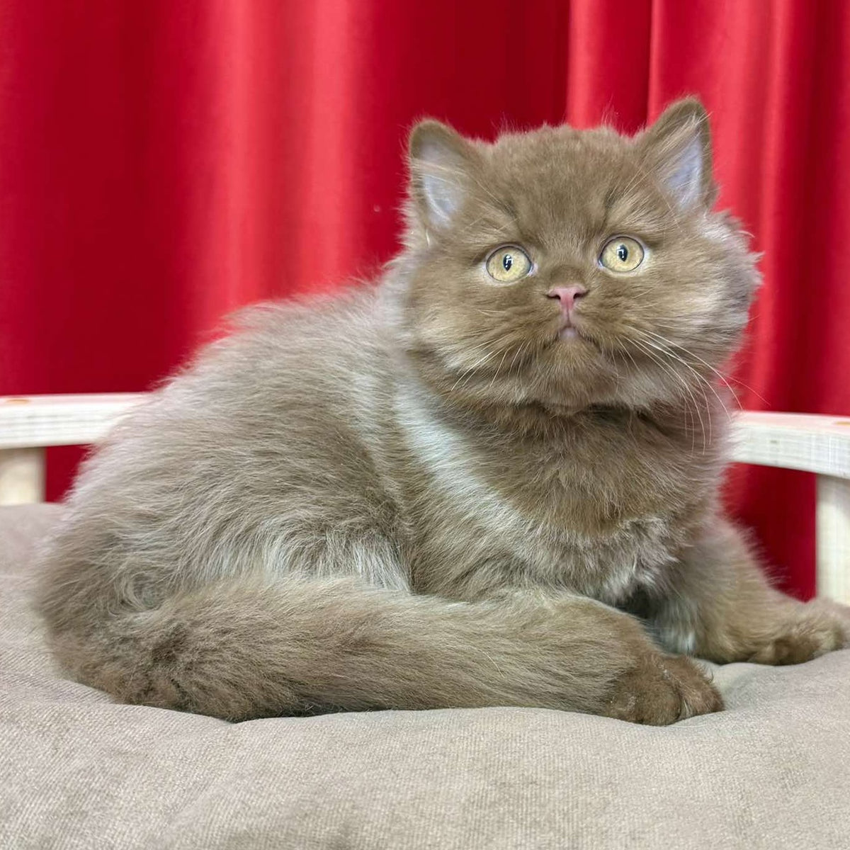 Ponchik British Longhair male, cinnamon