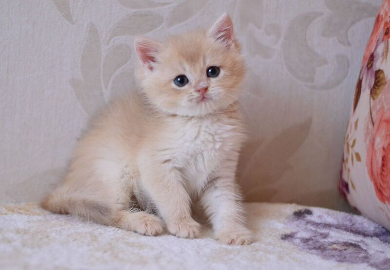 Drako British Shorthair male blue golden chinchilla - live animals