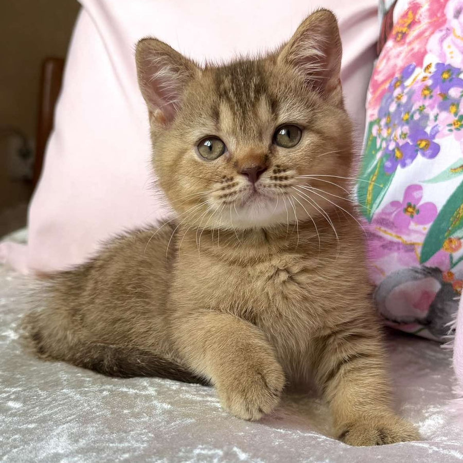 Mete British Shorthair male, cinnamon ticked tabby