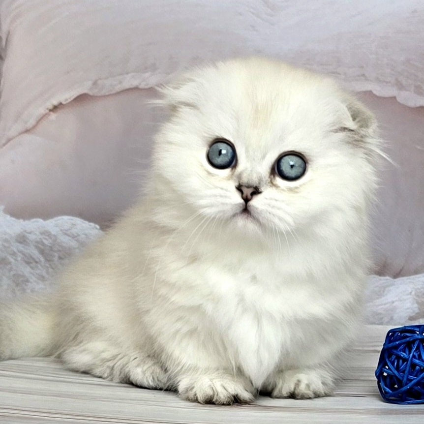 Sapphire Munchkin female, black silver shaded pointed