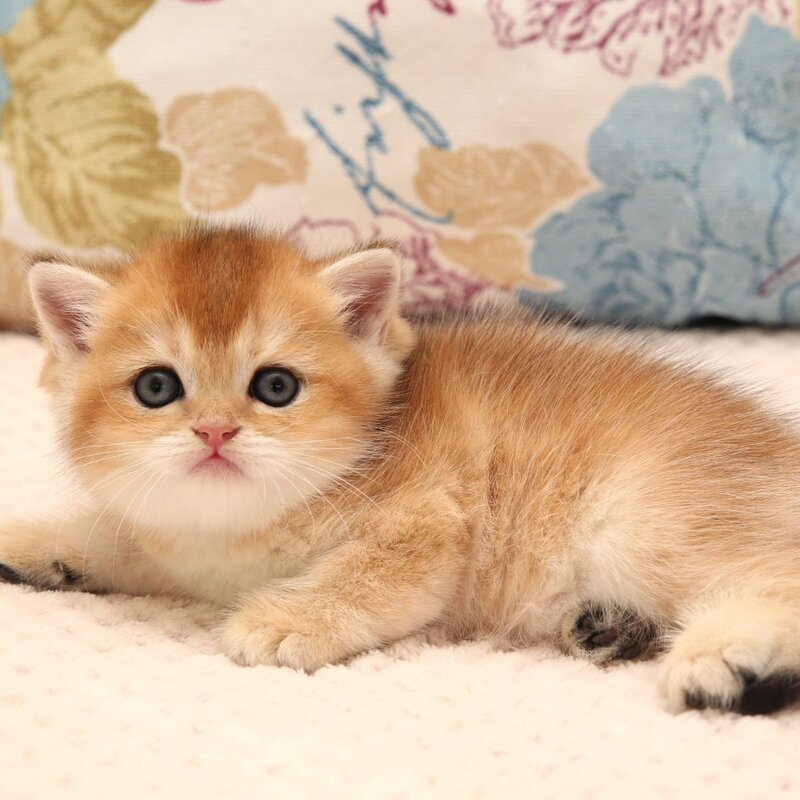 Zlata Scottish Straight female, black golden shaded