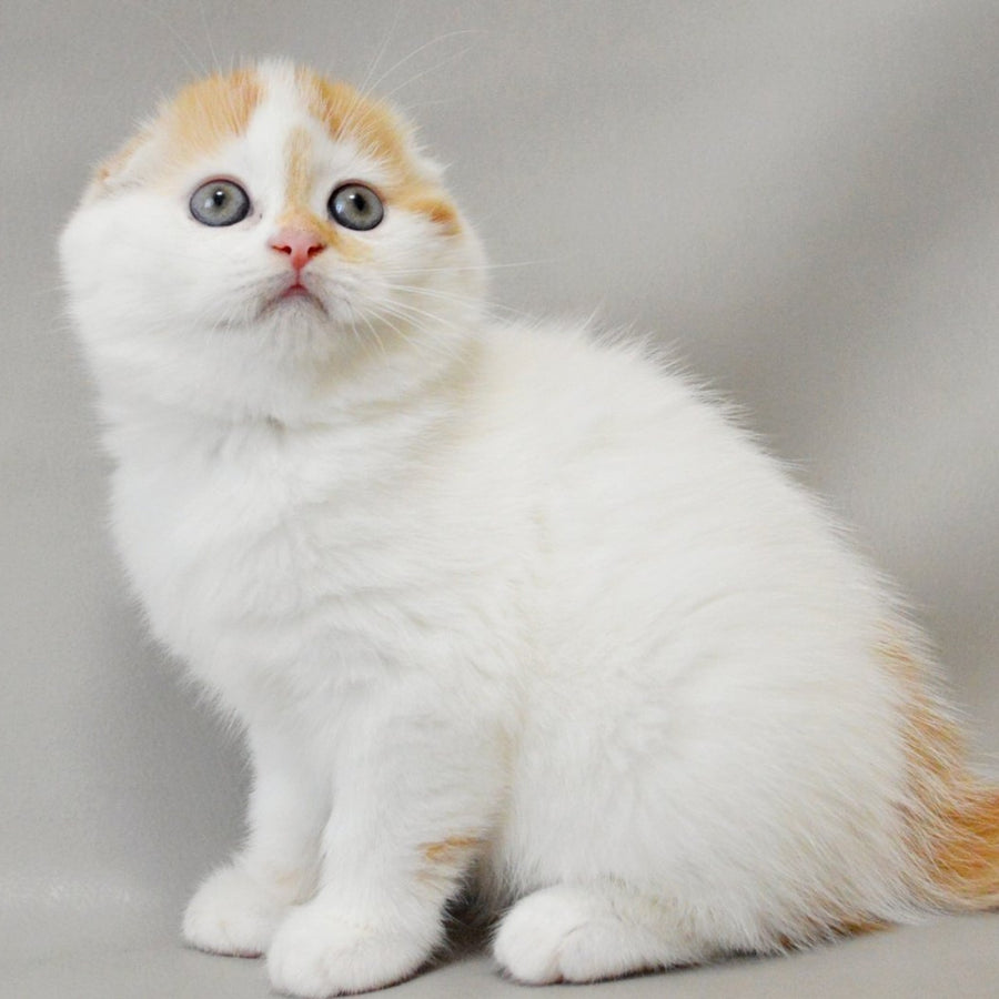Xanthe Scottish Fold female, red silver tabby van