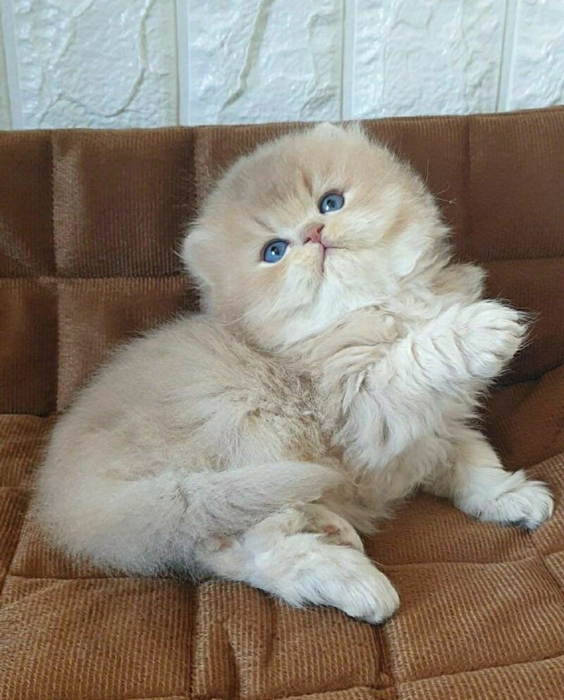 Oliver British Longhair male lilac golden chinchilla - live animals