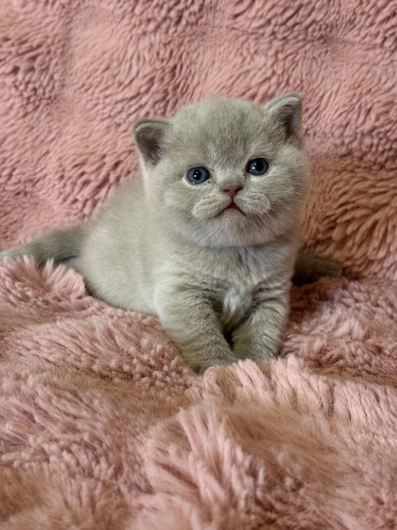 Boston British Shorthair male lilac - live animals