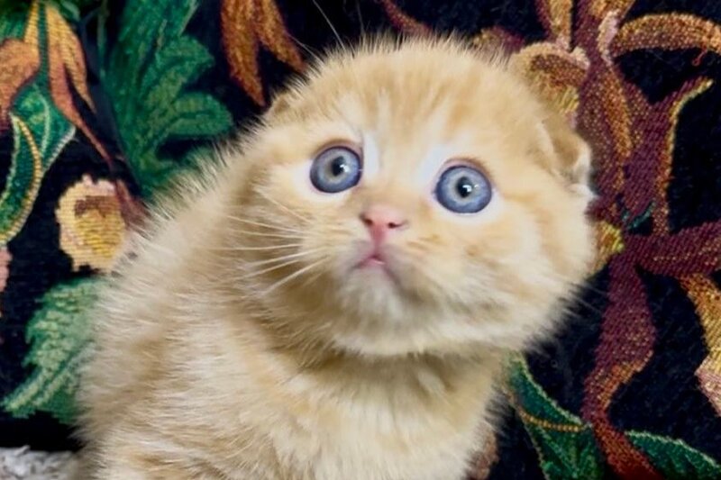Lucky Boy Scottish Fold male, red spotted tabby