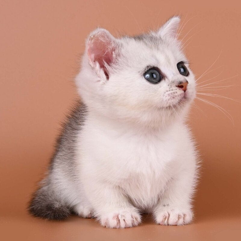 Iris Munchkin female, black silver ticked tabby bicolour