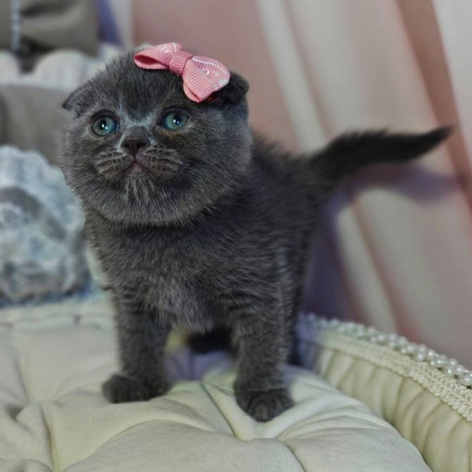 Xena Scottish Fold female, blue