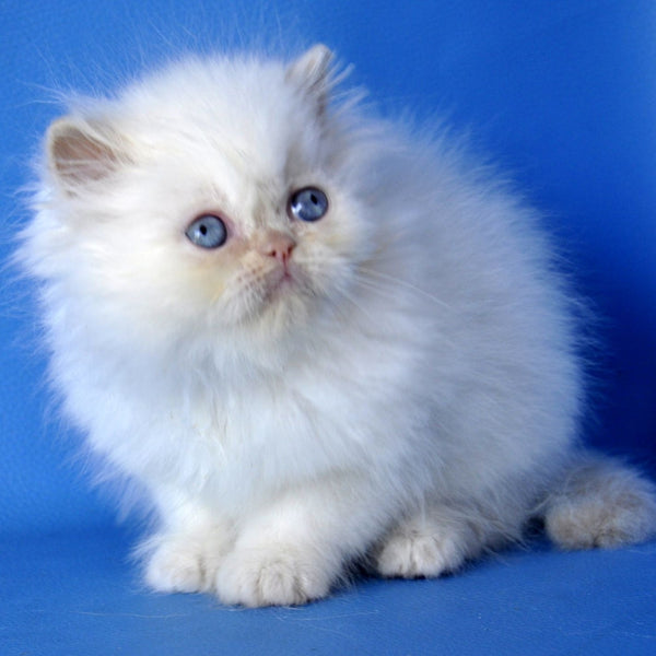 Mark Persian male, cream pointed